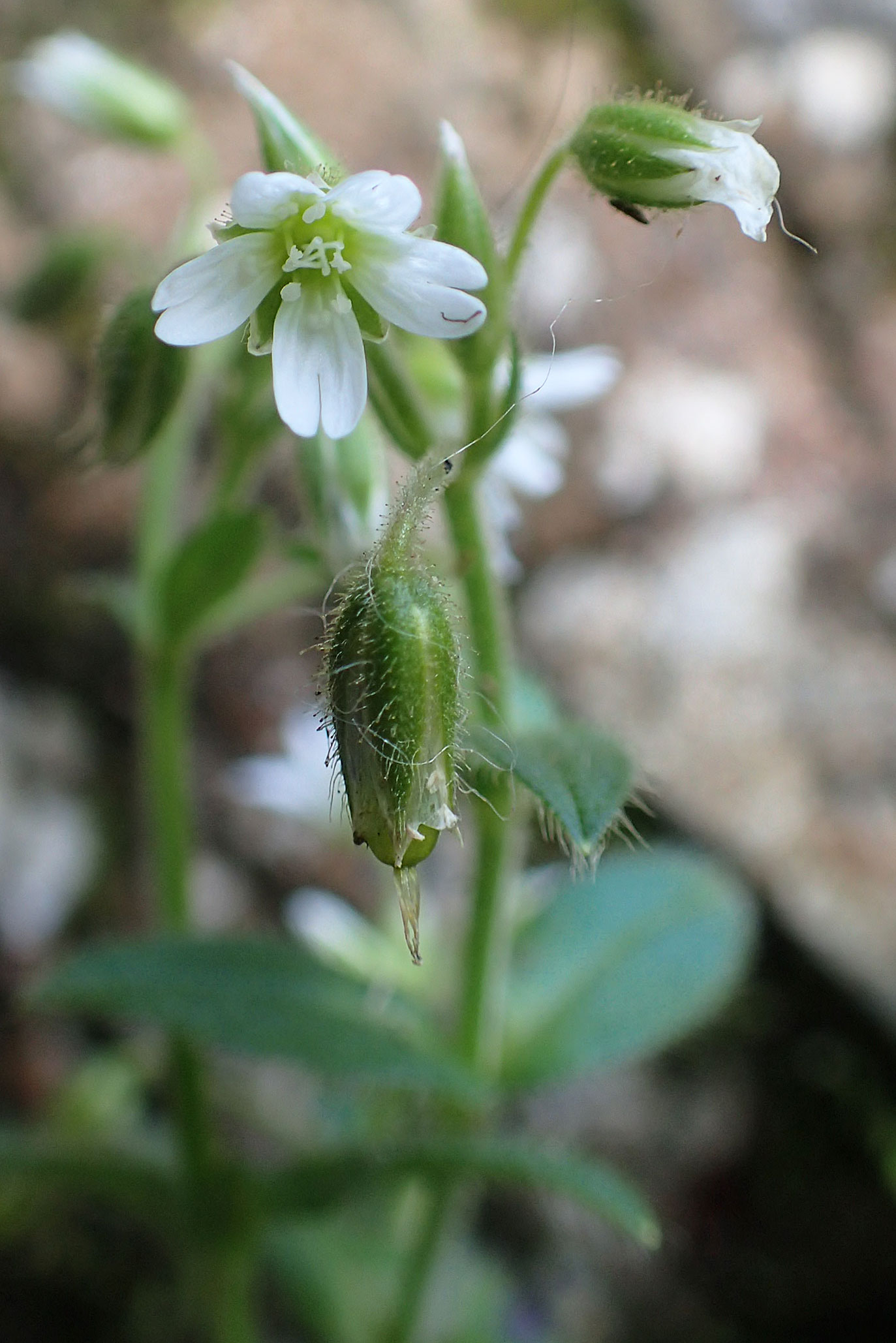 Cerastium lucorum \ Grofrchtiges Hornkraut / Large-Fruit Mouse-Ear, A Weichtal-Klamm 1.7.2020
