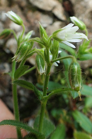 Cerastium lucorum \ Grofrchtiges Hornkraut / Large-Fruit Mouse-Ear, A Weichtal-Klamm 1.7.2020