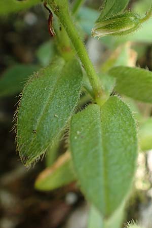Cerastium lucorum \ Grofrchtiges Hornkraut / Large-Fruit Mouse-Ear, A Weichtal-Klamm 1.7.2020
