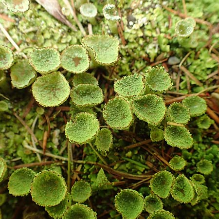Cladonia chlorophaea ? \ Becher-Flechte / Cup Lichen, A Frein an der M&uuml;rz 3.7.2020