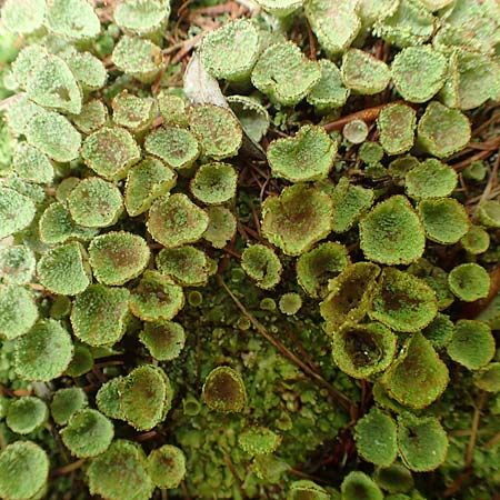 Cladonia chlorophaea ? \ Becher-Flechte / Cup Lichen, A Frein an der M&uuml;rz 3.7.2020