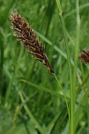 Carex frigida \ Eis-Segge / Ice Sedge, A Pusterwald, Eiskar 29.6.2021