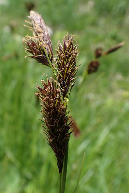 Carex frigida \ Eis-Segge / Ice Sedge, A Pusterwald, Eiskar 29.6.2021