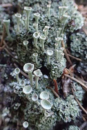 Cladonia fimbriata \ Trompeten-Flechte / Cup Lichen, A Pusterwald 29.6.2021