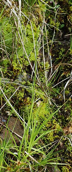 Carex ovalis \ Hasenfu-Segge, Hasenpfoten-Segge / Oval Sedge, A Seckauer Tauern, Brandstätter Törl 1.7.2021