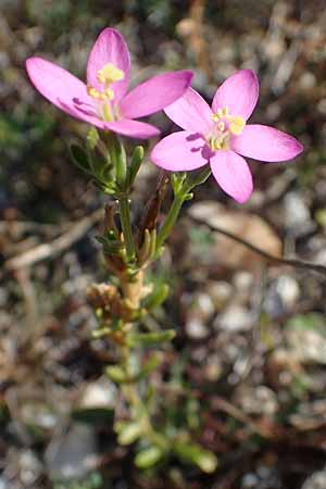 Centaurium uliginosum \ Salz-Tausendgldenkraut / Salt Centaury, A Seewinkel, Apetlon 23.9.2022
