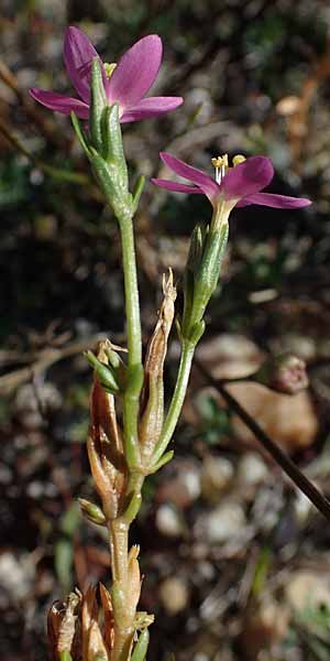 Centaurium uliginosum \ Salz-Tausendgldenkraut / Salt Centaury, A Seewinkel, Apetlon 23.9.2022