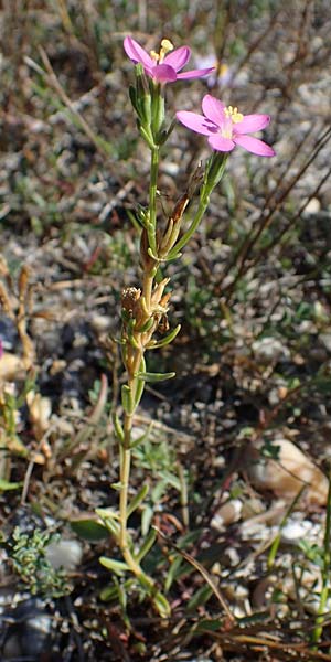 Centaurium uliginosum \ Salz-Tausendgldenkraut / Salt Centaury, A Seewinkel, Apetlon 23.9.2022
