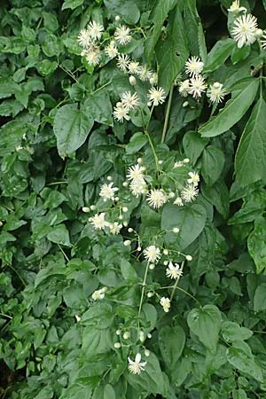 Clematis vitalba \ Gewhnliche Waldrebe / Traveller's Joy, A Hollabrunn 10.7.2023