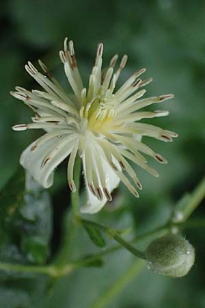 Clematis vitalba \ Gewhnliche Waldrebe / Traveller's Joy, A Hollabrunn 10.7.2023