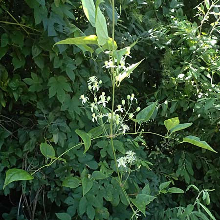 Clematis flammula \ Brennende Waldrebe / Virgin's Bower, A Pyhra 12.8.2025