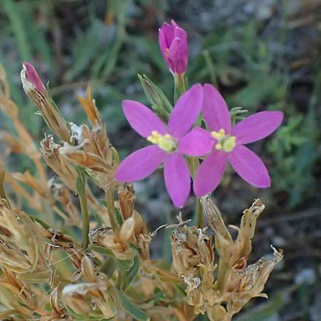 Centaurium littorale \ Strand-Tausendgldenkraut / Seaside Centaury, A Seewinkel, Apetlon 13.8.2025