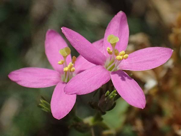 Centaurium littorale \ Strand-Tausendgldenkraut / Seaside Centaury, A Seewinkel, Apetlon 13.8.2025