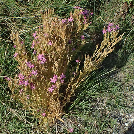Centaurium littorale \ Strand-Tausendgldenkraut / Seaside Centaury, A Seewinkel, Apetlon 13.8.2025
