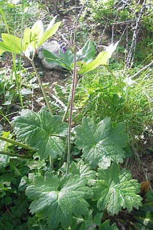 Primula matthioli \ Alpen-Glckel / Bear's-Ear Sanicle, A Kärnten/Carinthia, Petzen 2.7.2010