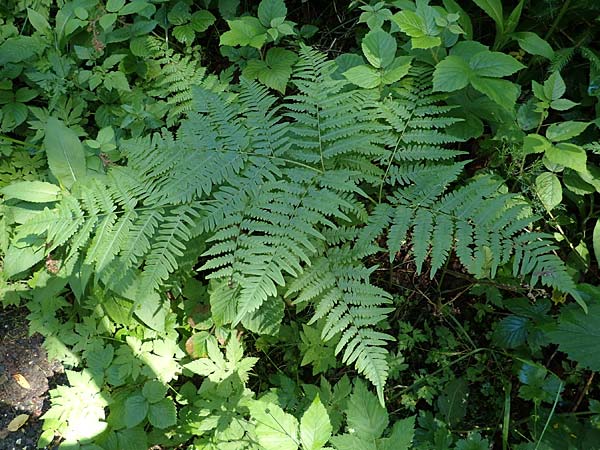Cystopteris montana \ Berg-Blasenfarn / Mountain Bladder Fern, A Kraubath (Mur) 27.6.2021