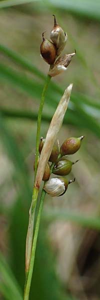 Carex alba \ Weie Segge / White Sedge, A Windischgarsten 30.7.2021