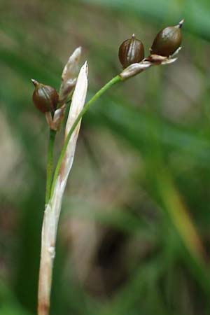 Carex alba \ Weie Segge / White Sedge, A Windischgarsten 30.7.2021
