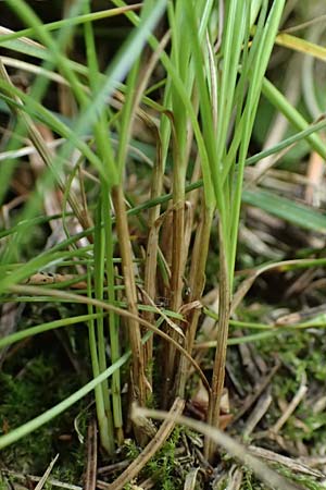 Carex alba \ Weie Segge / White Sedge, A Windischgarsten 30.7.2021