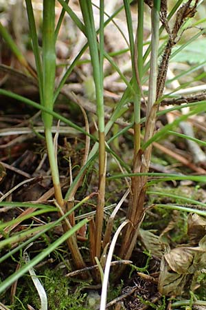 Carex alba \ Weie Segge / White Sedge, A Windischgarsten 30.7.2021
