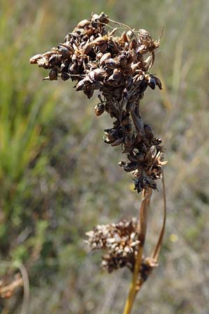 Cladium mariscus \ Schneid-Ried / Great Fen Sedge, A Seewinkel, Apetlon 23.9.2022