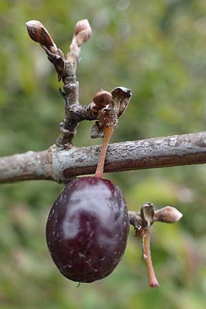 Cornus mas \ Kornelkirsche / Cornelian Cherry, A Hainburg 25.9.2022