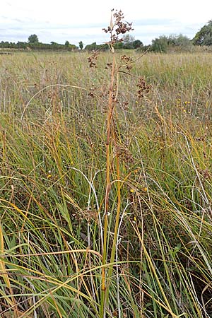 Cladium mariscus \ Schneid-Ried / Great Fen Sedge, A Seewinkel, Illmitz 28.9.2022