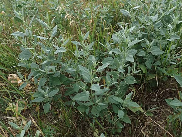 Chenopodium murale \ Mauer-G�nsefu� / Nettle-Leaf Goosefoot, A Achau 26.6.2014