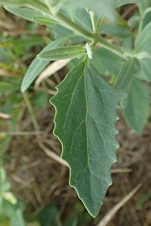Chenopodium murale \ Mauer-G�nsefu� / Nettle-Leaf Goosefoot, A Achau 26.6.2014