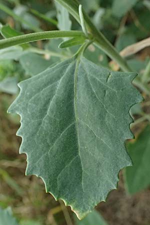 Chenopodium murale \ Mauer-G�nsefu� / Nettle-Leaf Goosefoot, A Achau 26.6.2014