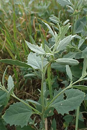 Chenopodium murale \ Mauer-G�nsefu� / Nettle-Leaf Goosefoot, A Achau 26.6.2014