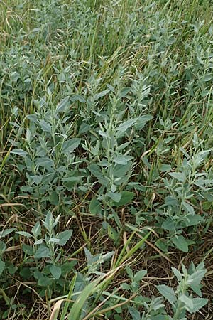 Chenopodium murale \ Mauer-G�nsefu� / Nettle-Leaf Goosefoot, A Achau 26.6.2014