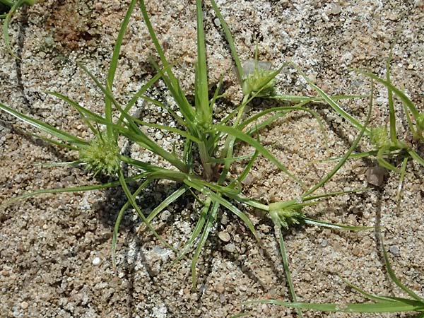 Cyperus michelianus \ Michelis Zypergras, Zwerg-Zypergras / Micheli's Flatsedge, Dwarf Flatsedge, A Dr&ouml;sing 16.8.2026
