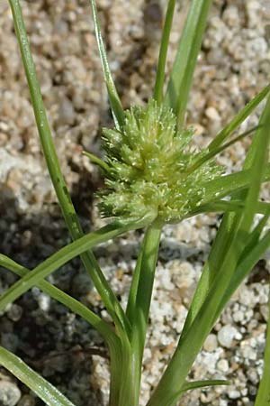 Cyperus michelianus \ Michelis Zypergras, Zwerg-Zypergras / Micheli's Flatsedge, Dwarf Flatsedge, A Dr&ouml;sing 16.8.2026