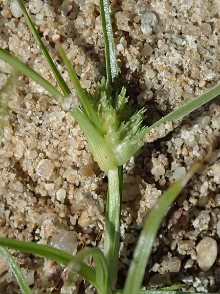 Cyperus michelianus \ Michelis Zypergras, Zwerg-Zypergras / Micheli's Flatsedge, Dwarf Flatsedge, A Dr&ouml;sing 16.8.2026