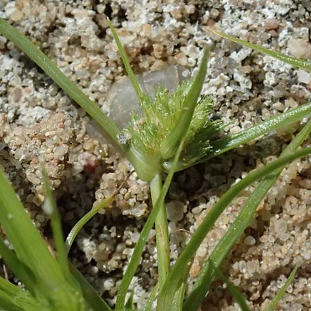 Cyperus michelianus \ Michelis Zypergras, Zwerg-Zypergras / Micheli's Flatsedge, Dwarf Flatsedge, A Dr&ouml;sing 16.8.2026