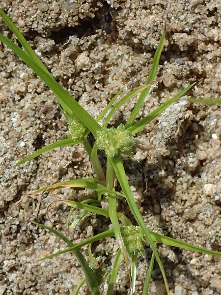 Cyperus michelianus \ Michelis Zypergras, Zwerg-Zypergras / Micheli's Flatsedge, Dwarf Flatsedge, A Dr&ouml;sing 16.8.2026