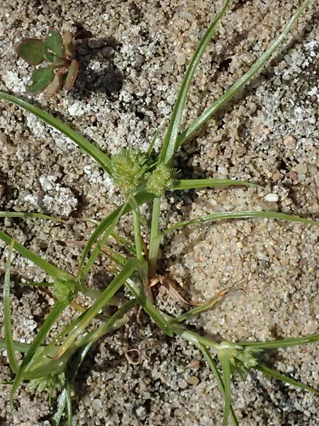 Cyperus michelianus \ Michelis Zypergras, Zwerg-Zypergras / Micheli's Flatsedge, Dwarf Flatsedge, A Dr&ouml;sing 16.8.2026