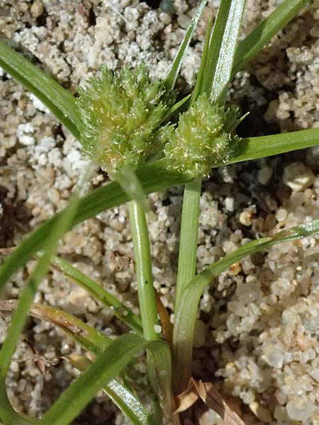Cyperus michelianus \ Michelis Zypergras, Zwerg-Zypergras / Micheli's Flatsedge, Dwarf Flatsedge, A Dr&ouml;sing 16.8.2026