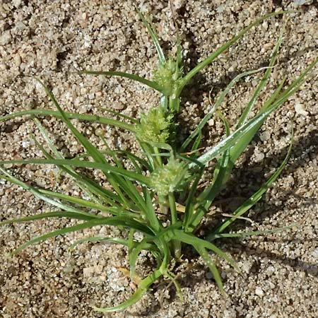 Cyperus michelianus \ Michelis Zypergras, Zwerg-Zypergras / Micheli's Flatsedge, Dwarf Flatsedge, A Dr&ouml;sing 16.8.2026