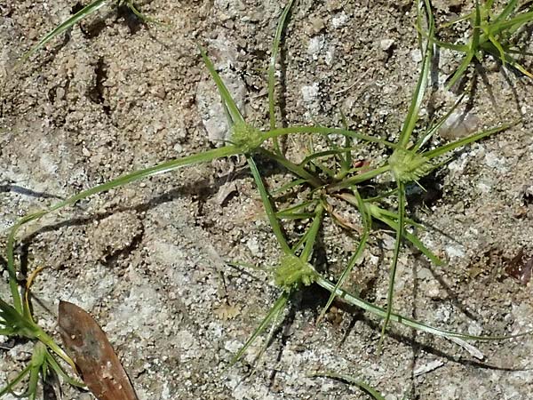 Cyperus michelianus \ Michelis Zypergras, Zwerg-Zypergras / Micheli's Flatsedge, Dwarf Flatsedge, A Dr&ouml;sing 16.8.2026