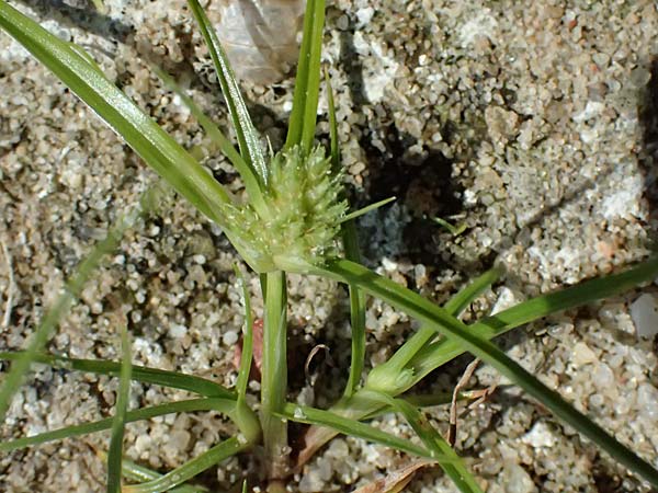 Cyperus michelianus \ Michelis Zypergras, Zwerg-Zypergras / Micheli's Flatsedge, Dwarf Flatsedge, A Dr&ouml;sing 16.8.2026