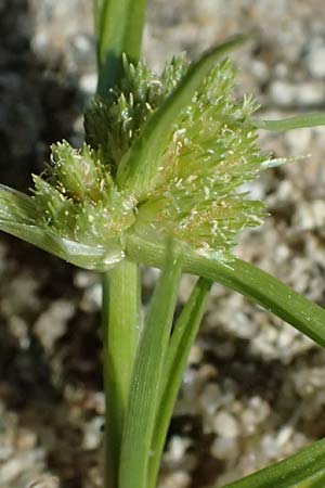 Cyperus michelianus \ Michelis Zypergras, Zwerg-Zypergras / Micheli's Flatsedge, Dwarf Flatsedge, A Dr&ouml;sing 16.8.2026