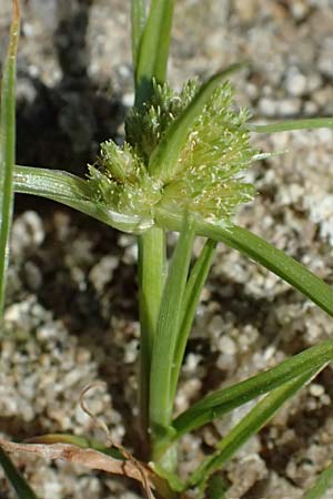 Cyperus michelianus \ Michelis Zypergras, Zwerg-Zypergras / Micheli's Flatsedge, Dwarf Flatsedge, A Dr&ouml;sing 16.8.2026