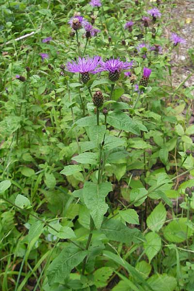 Centaurea nigrescens \ Schwrzliche Flockenblume / Black-Rayed Knapweed, A Kärnten/Carinthia, Kleinobir 2.8.2011