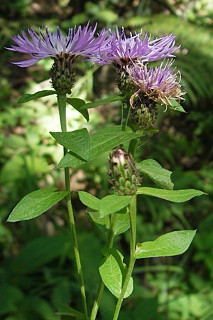 Centaurea nigrescens \ Schwrzliche Flockenblume / Black-Rayed Knapweed, A Kärnten/Carinthia, Kleinobir 2.8.2011