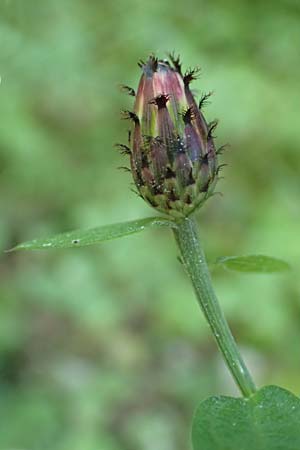 Centaurea nigrescens \ Schwrzliche Flockenblume / Black-Rayed Knapweed, A Kärnten/Carinthia, Tscheppa - Schlucht / Gorge 20.8.2016