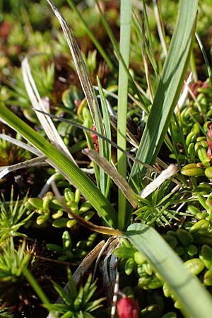 Carex nigra \ Braune Segge / Common Sedge, A Wölzer Tauern, Kleiner Zinken 24.7.2021