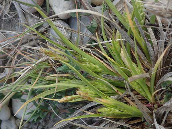 Carex secalina \ Roggen-Segge / Rye Sedge, A Seewinkel, Apetlon 12.5.2022