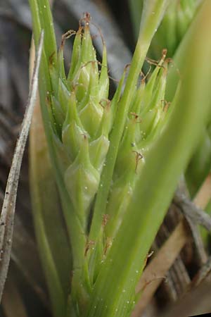 Carex secalina \ Roggen-Segge / Rye Sedge, A Seewinkel, Apetlon 12.5.2022